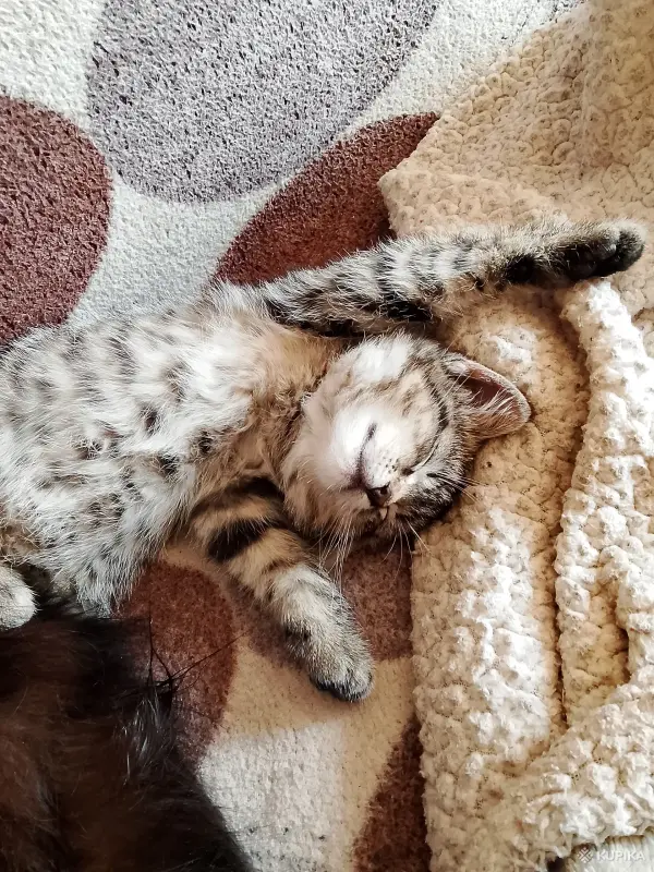 Кошки - Котенок в добрые руки. - Вся Беларусь - Фото 3 Котенок в добрые руки. - Вся Беларусь - 249866 - Доска объявлений Kupika.by - Фото 3