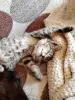 Кошки - Котенок в добрые руки. - Вся Беларусь - Фото 3 Котенок в добрые руки. - Вся Беларусь - 249866 - Доска объявлений Kupika.by - Фото 3