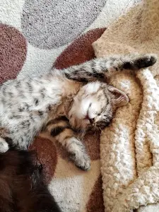 Котенок в добрые руки.