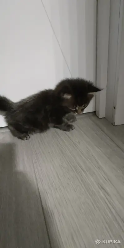 Котята