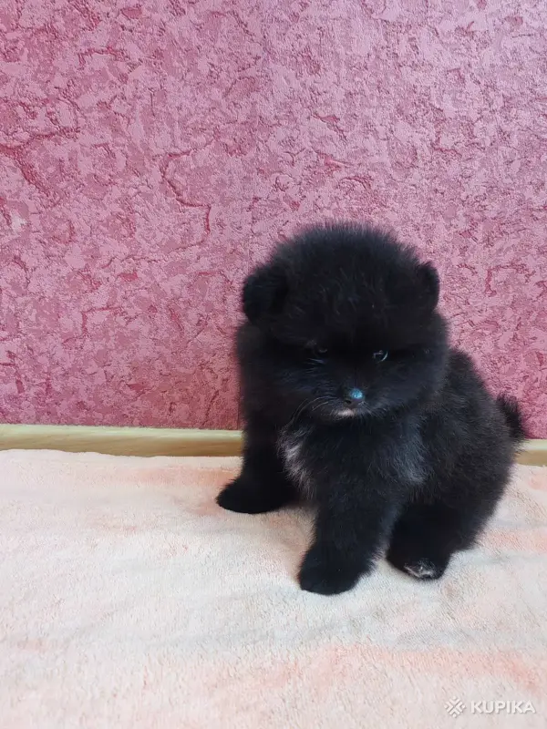 Собаки - Мальчик померанский шпиц - Вся Беларусь - Фото 3 Мальчик померанский шпиц - Вся Беларусь - 249821 - Доска объявлений Kupika.by - Фото 3