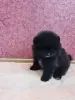 Собаки - Мальчик померанский шпиц - Вся Беларусь - Фото 3 Мальчик померанский шпиц - Вся Беларусь - 249821 - Доска объявлений Kupika.by - Фото 3