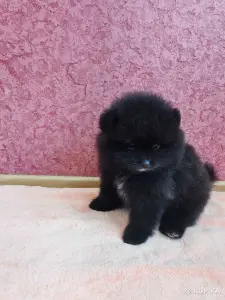 Мальчик померанский шпиц