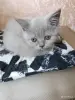 Кошки - Девочка британка - Вся Беларусь Девочка британка - Вся Беларусь - 250211 - Доска объявлений Kupika.by