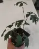Циссус ромболистный - Вся Беларусь - 248825 - Доска объявлений Kupika.by - Фото 6