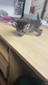 Животные