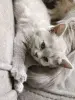 Кошки - Девочка британка - Вся Беларусь - Фото 2 Девочка британка - Вся Беларусь - 250211 - Доска объявлений Kupika.by - Фото 2