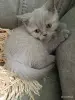 Кошки - Девочка британка - Вся Беларусь - Фото 8 Девочка британка - Вся Беларусь - 250211 - Доска объявлений Kupika.by - Фото 8