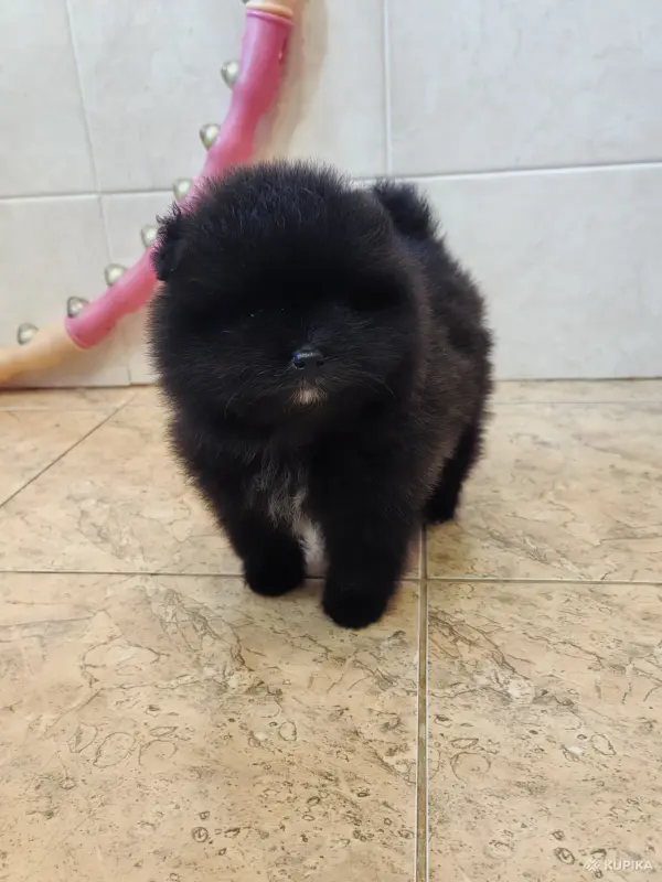 Померанский шпиц мальчик. - Вся Беларусь - 249545 - Доска объявлений Kupika.by - Фото 2