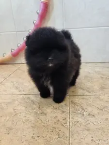 Померанский шпиц мальчик.