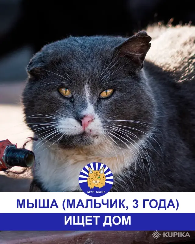 Стая Вики - котики ждут своих хозяев - Вся Беларусь - 248113 - Доска объявлений Kupika.by - Фото 6