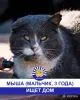 Стая Вики - котики ждут своих хозяев - Вся Беларусь - 248113 - Доска объявлений Kupika.by - Фото 6