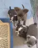 Собаки - Разные щенки цветные чихуахуа девочки и мальчики мини и стандарт . - Вся Беларусь Разные щенки цветные чихуахуа девочки и мальчики мини и стандарт . - Вся Беларусь - 250322 - Доска объявлений Kupika.by