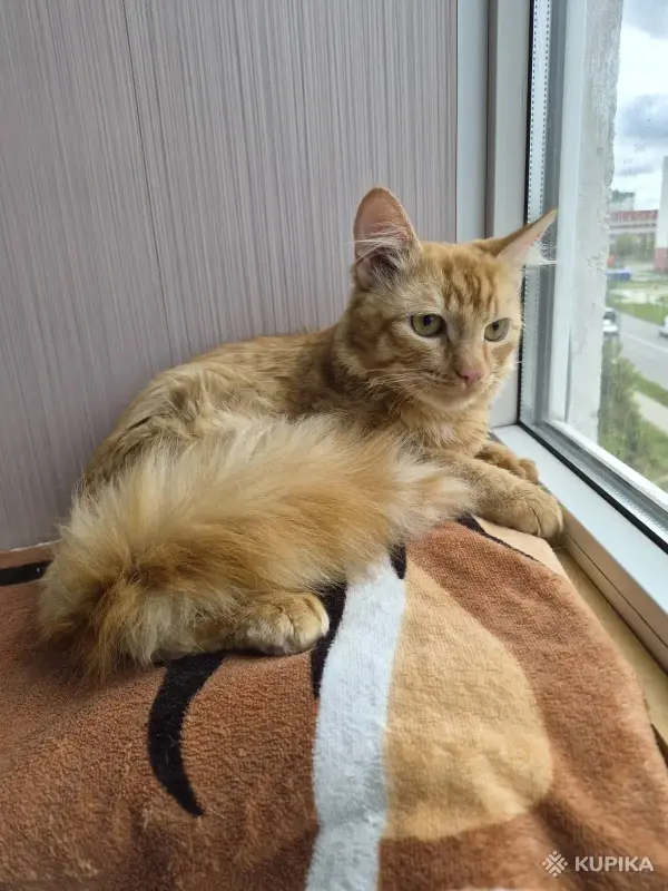 Кошки - Кастрированный котик ищет дом - Вся Беларусь Кастрированный котик ищет дом - Вся Беларусь - 249906 - Доска объявлений Kupika.by
