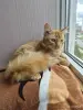 Кошки - Кастрированный котик ищет дом - Вся Беларусь Кастрированный котик ищет дом - Вся Беларусь - 249906 - Доска объявлений Kupika.by