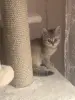 Золотые шиншиллы - Шарковщина - 249010 - Доска объявлений Kupika.by - Фото 8