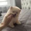 Шпиц - Вся Беларусь - 250478 - Доска объявлений Kupika.by - Фото 2