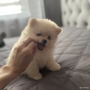 Шпиц