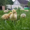 гусята - Вся Беларусь - 248784 - Доска объявлений Kupika.by