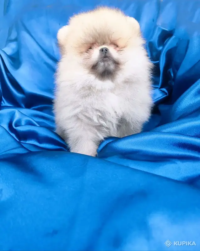 Щенки померанский шпиц - Вся Беларусь - 247644 - Доска объявлений Kupika.by - Фото 4