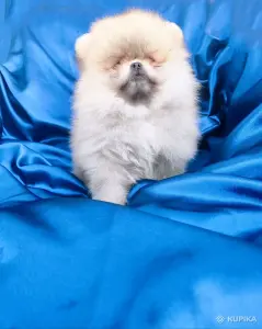 Щенки померанский шпиц