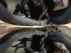 Кроссовки Nike air Jordan B.Fly оригинал. Баскетбольные для подростков 38р. - Вся Беларусь - 247302 - Доска объявлений Kupika.by - Фото 5