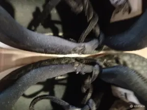 Кроссовки Nike air Jordan B.Fly оригинал. Баскетбольные для подростков 38р.