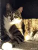Кошка Юрика - полосатая красотка - Вся Беларусь - 248487 - Доска объявлений Kupika.by - Фото 5
