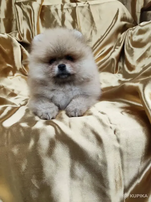 Померанский шпиц щенки - Вся Беларусь - 247814 - Доска объявлений Kupika.by - Фото 3
