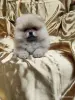 Померанский шпиц щенки - Вся Беларусь - 247814 - Доска объявлений Kupika.by - Фото 3