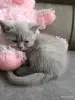 Кошки - Девочка британка - Вся Беларусь - Фото 3 Девочка британка - Вся Беларусь - 250211 - Доска объявлений Kupika.by - Фото 3