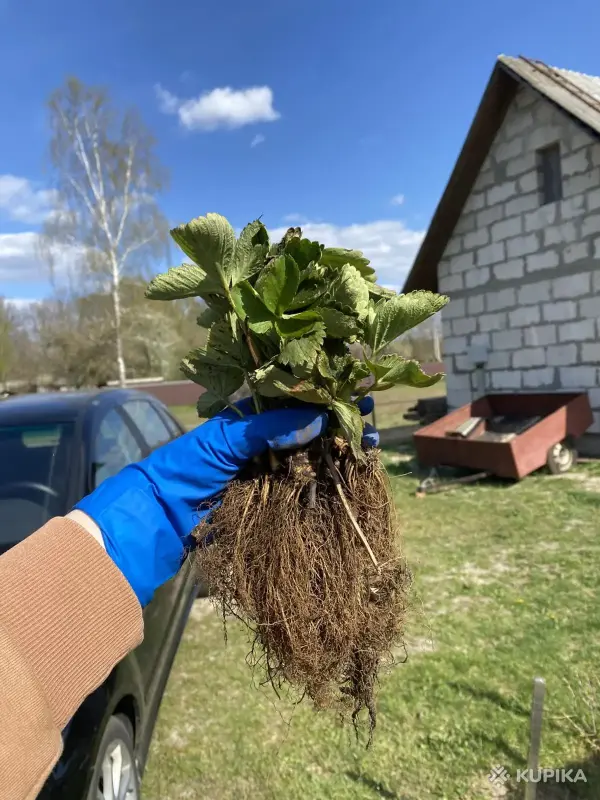 Рассада клубники