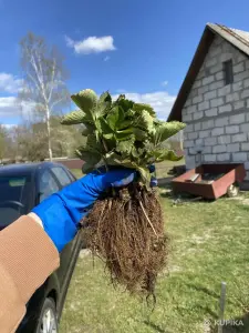 Рассада клубники