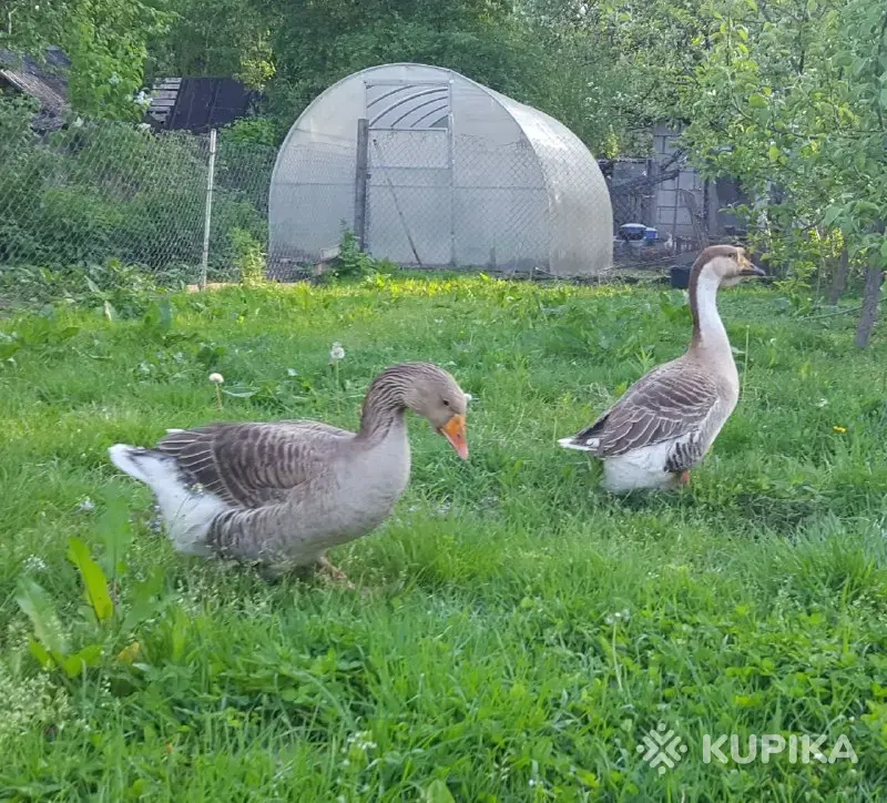 Гуси семья гусей - Вся Беларусь - 249252 - Доска объявлений Kupika.by - Фото 6