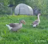 Гуси семья гусей - Вся Беларусь - 249252 - Доска объявлений Kupika.by - Фото 6