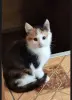 Кошки - Котёнок - Вся Беларусь Котёнок - Вся Беларусь - 249087 - Доска объявлений Kupika.by