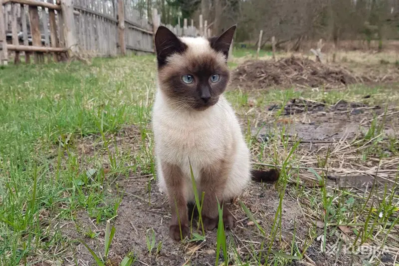 Котики очень срочно ищут дом - Вся Беларусь - 250486 - Доска объявлений Kupika.by - Фото 3
