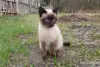 Котики очень срочно ищут дом - Вся Беларусь - 250486 - Доска объявлений Kupika.by - Фото 3