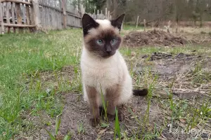 Котики очень срочно ищут дом