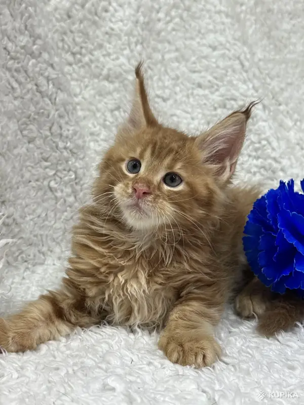 Кошки - Мейн-Кун котята - Вся Беларусь - Фото 5 Мейн-Кун котята - Вся Беларусь - 248534 - Доска объявлений Kupika.by - Фото 5