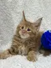 Кошки - Мейн-Кун котята - Вся Беларусь - Фото 5 Мейн-Кун котята - Вся Беларусь - 248534 - Доска объявлений Kupika.by - Фото 5