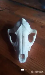 Чей черепок...