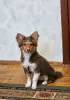 Щенок в добрые руки - Вся Беларусь - 247747 - Доска объявлений Kupika.by - Фото 3