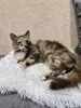 Кошки - Ласковая кошечка ищет дом - Вся Беларусь - Фото 3 Ласковая кошечка ищет дом - Вся Беларусь - 249905 - Доска объявлений Kupika.by - Фото 3