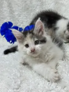 Мейн-Кун котята