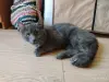 Кошки - Очаровательная юная кошечка Дымка в дар - Вся Беларусь - Фото 5 Очаровательная юная кошечка Дымка в дар - Вся Беларусь - 250263 - Доска объявлений Kupika.by - Фото 5
