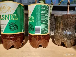 Саженцы винограда