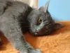 Кошки - Очаровательная юная кошечка Дымка в дар - Вся Беларусь - Фото 2 Очаровательная юная кошечка Дымка в дар - Вся Беларусь - 250263 - Доска объявлений Kupika.by - Фото 2
