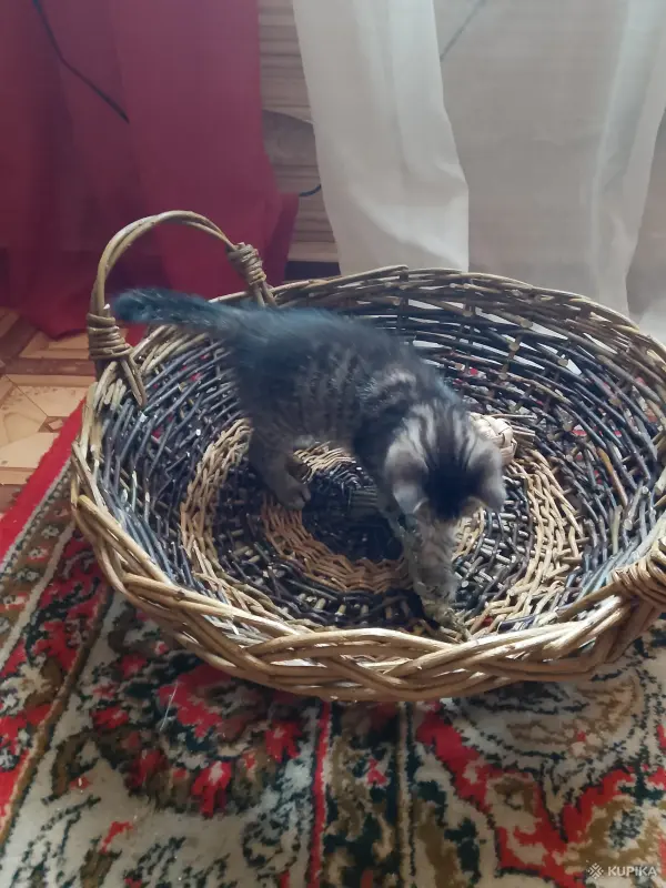 Кошки - Котенок в добрые руки. - Вся Беларусь - Фото 4 Котенок в добрые руки. - Вся Беларусь - 249866 - Доска объявлений Kupika.by - Фото 4
