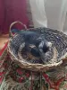 Кошки - Котенок в добрые руки. - Вся Беларусь - Фото 4 Котенок в добрые руки. - Вся Беларусь - 249866 - Доска объявлений Kupika.by - Фото 4